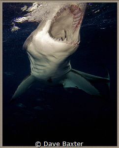 great white shark going in for bite by Dave Baxter 